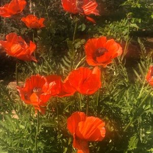 Meet your Posher, Natasha